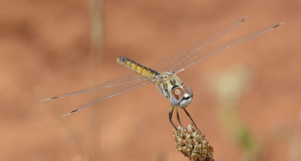 Selysiothemis nigra,  femmina